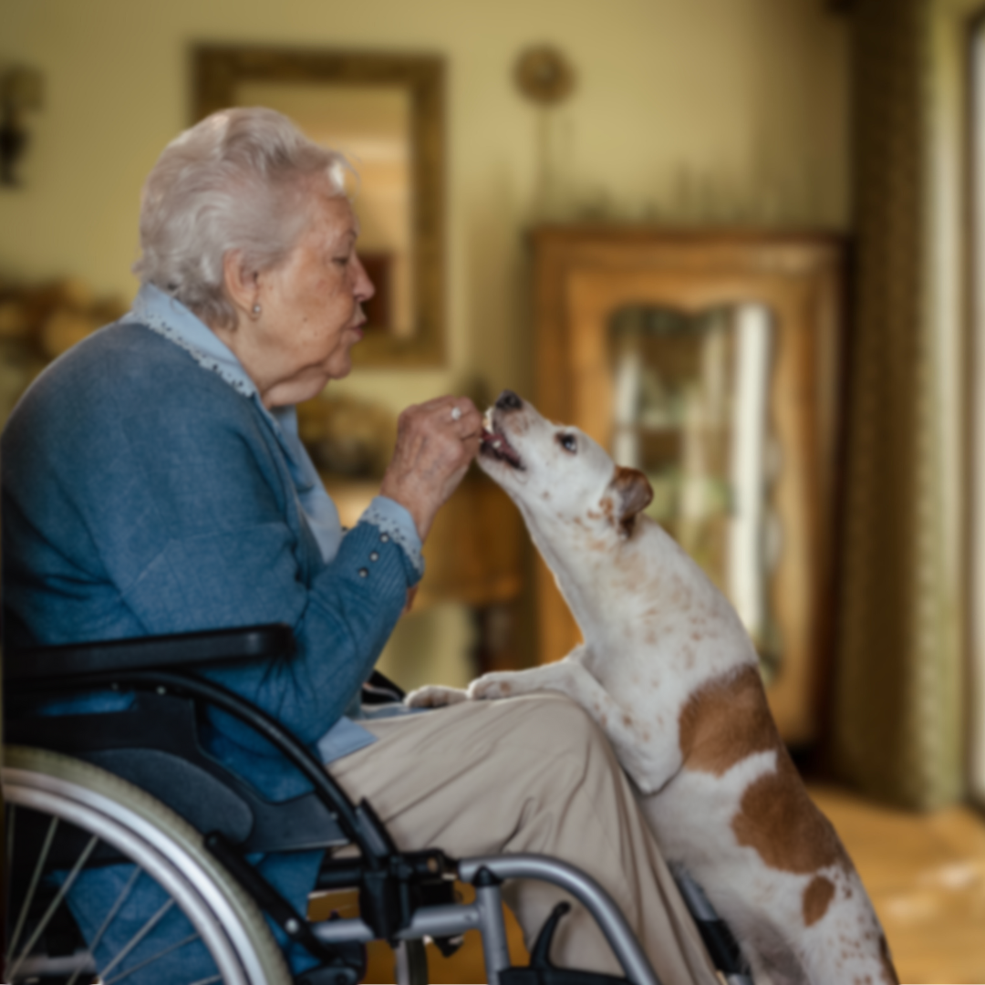 Aged lady feeding pet dog